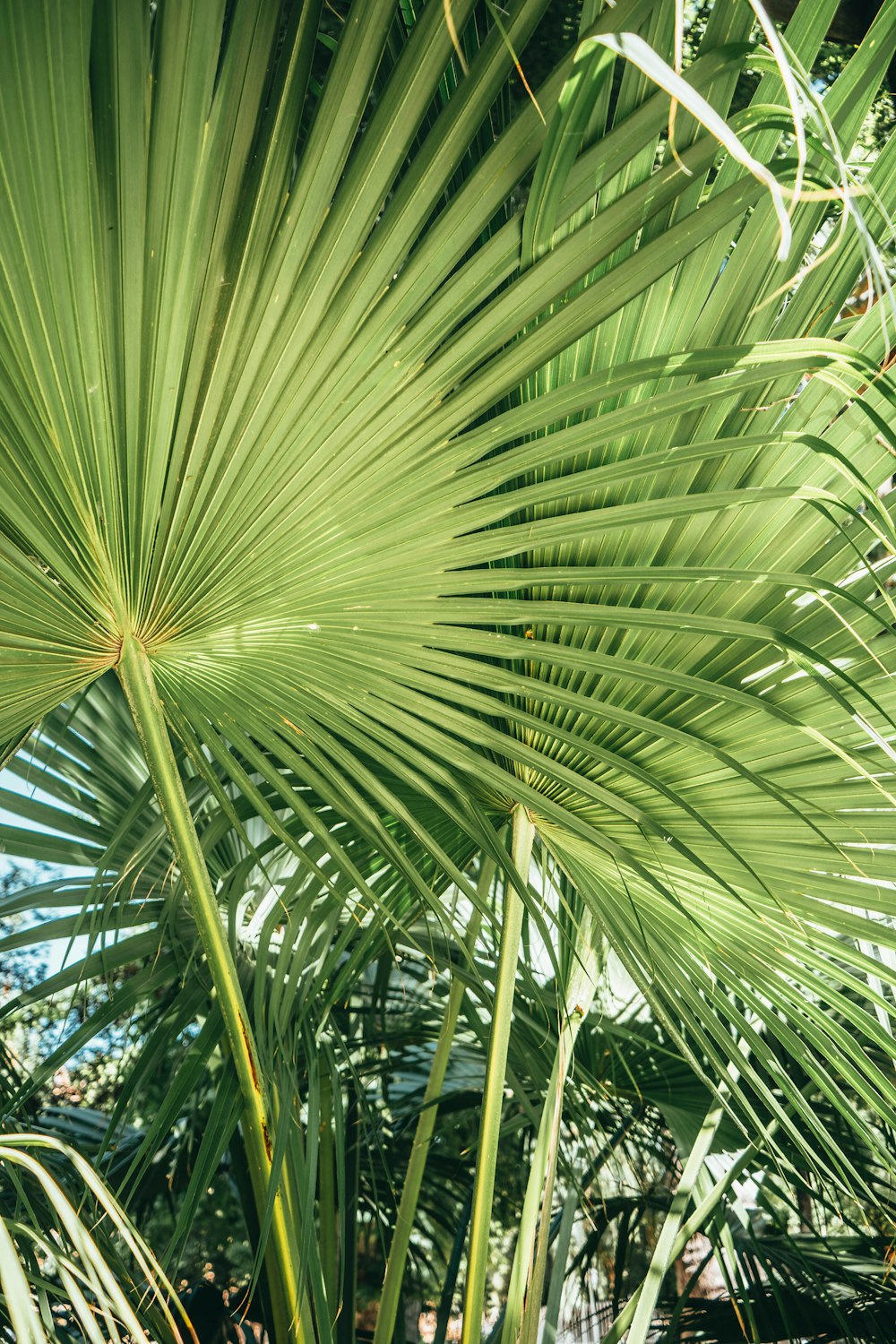 green tree