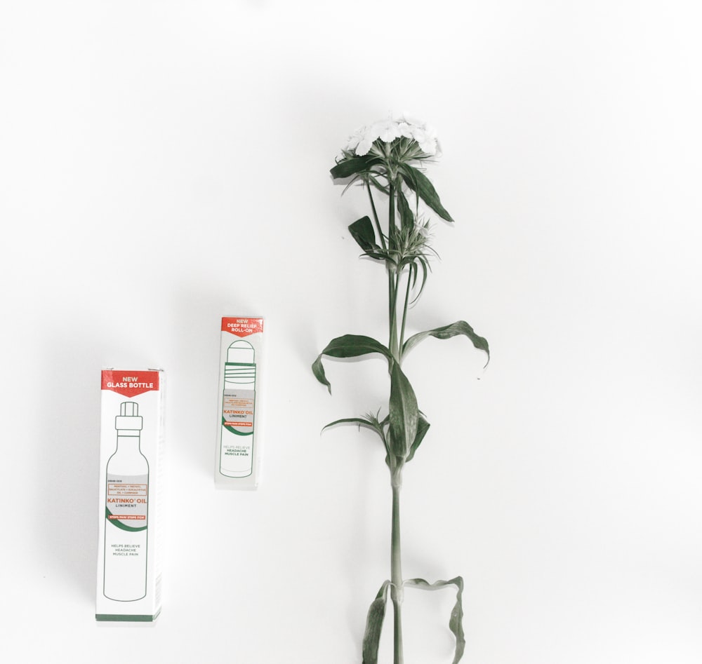 white petaled flower on white surface