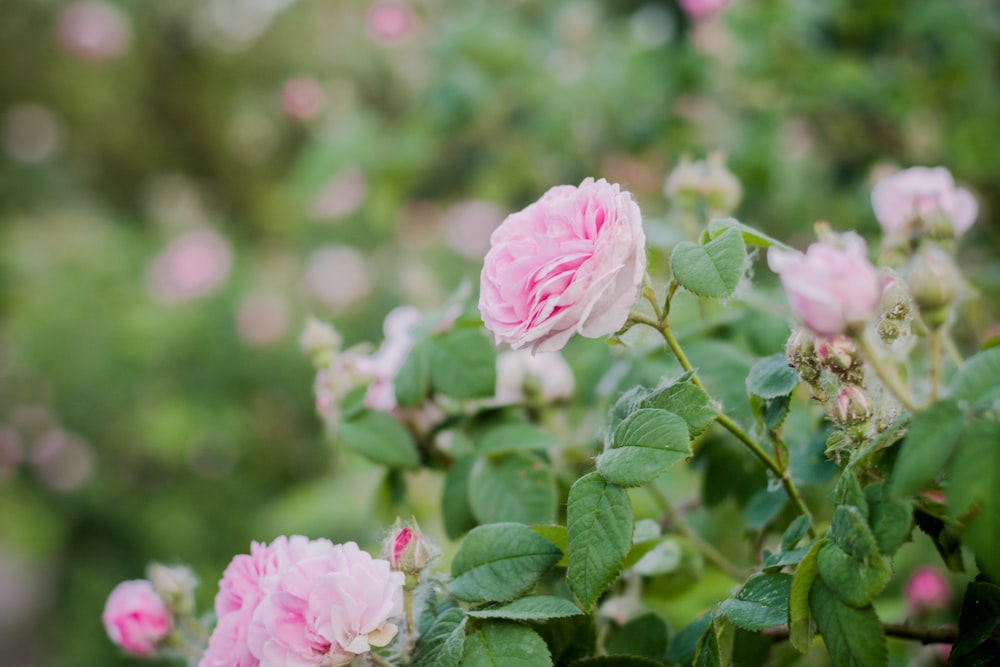 close-up photography of pink petaled flower