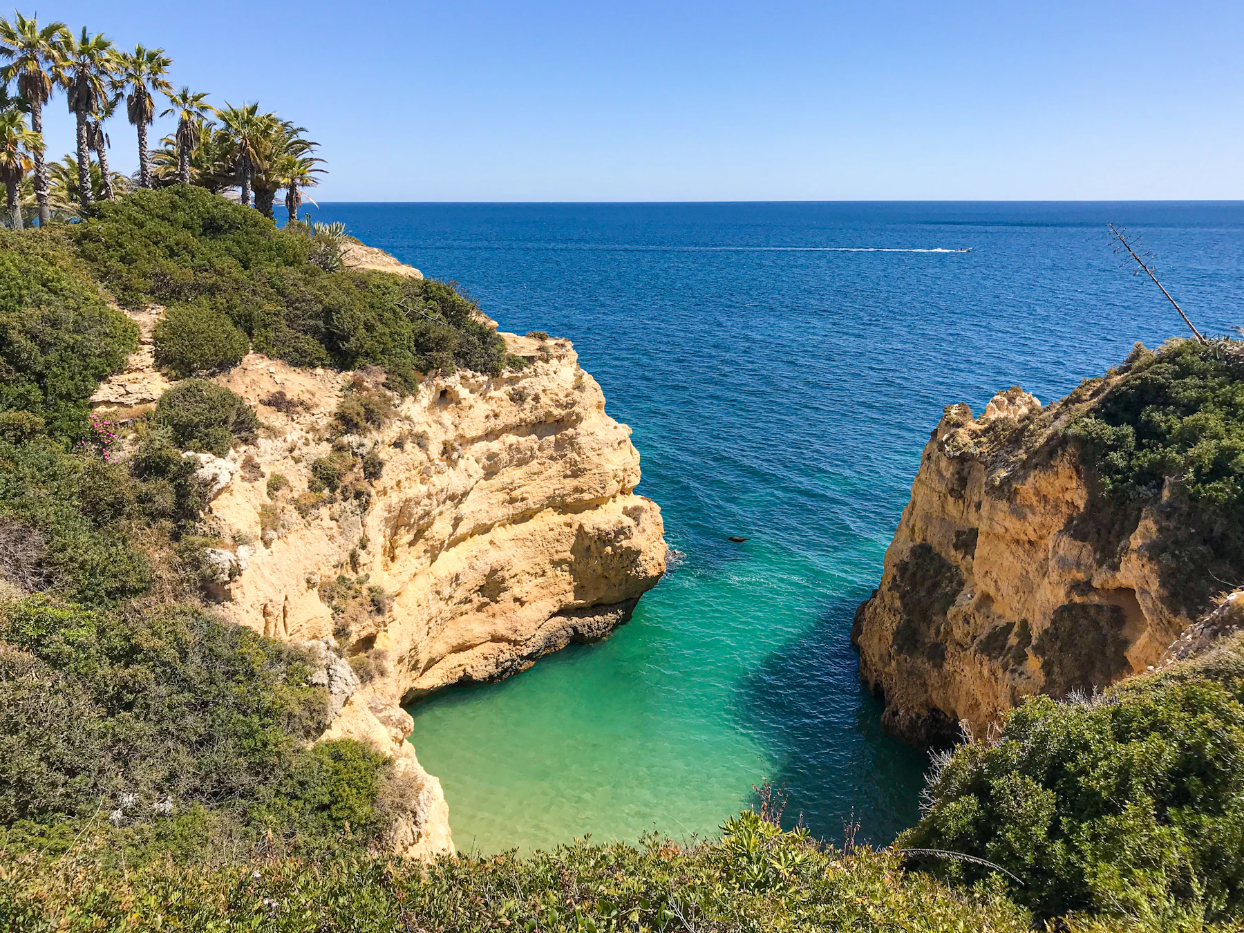 Palm-lined limestone cliffs above a turquoise cove in the Algarve, Portugal