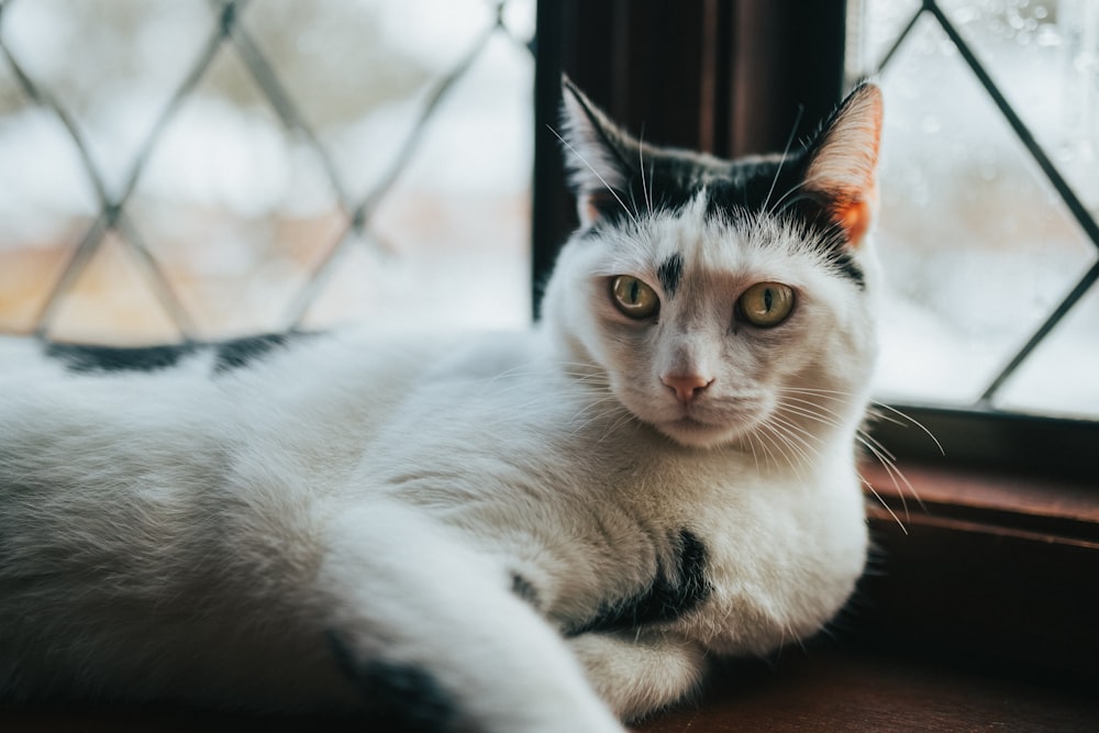 short-fur white cat lying on window