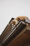 orange tabby cat on roof