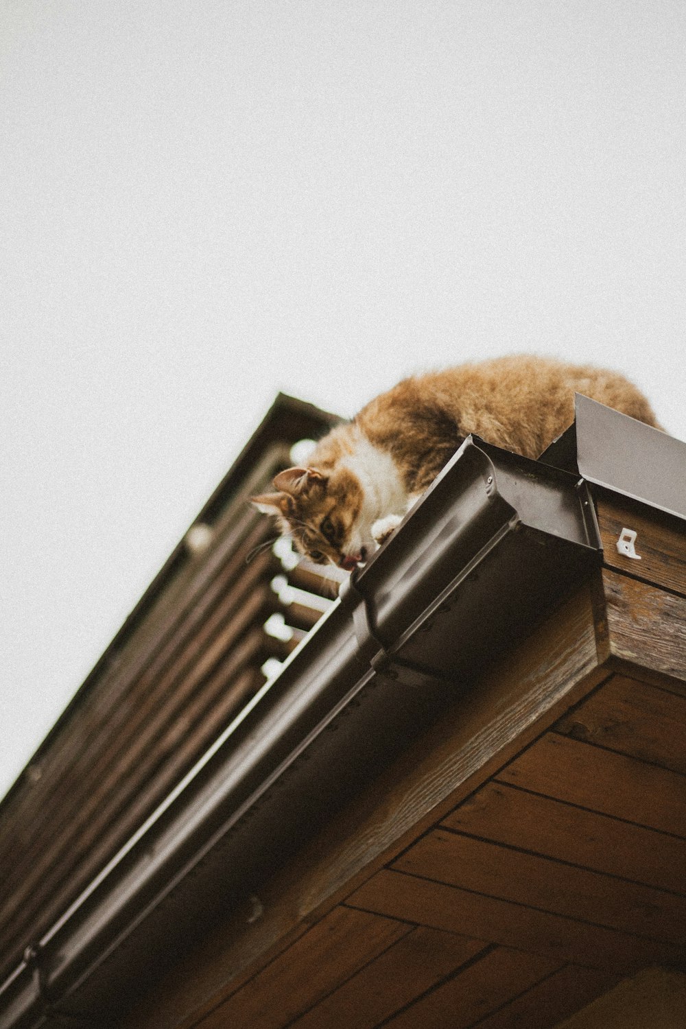 지붕에 주황색 줄무늬 고양이