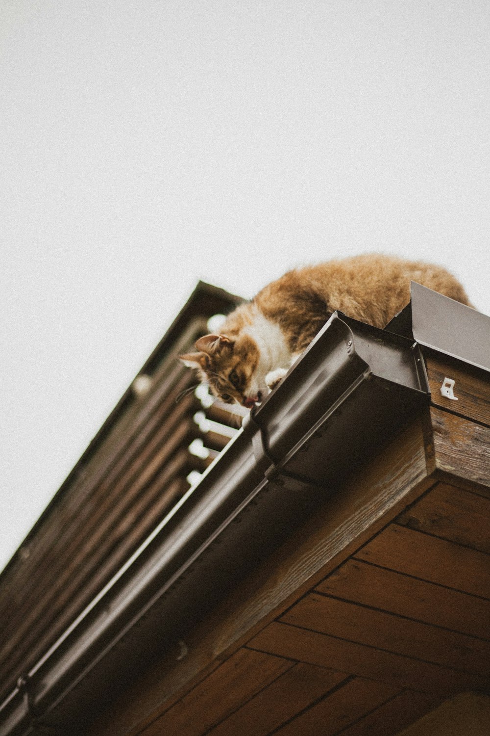 orange getigerte Katze auf dem Dach