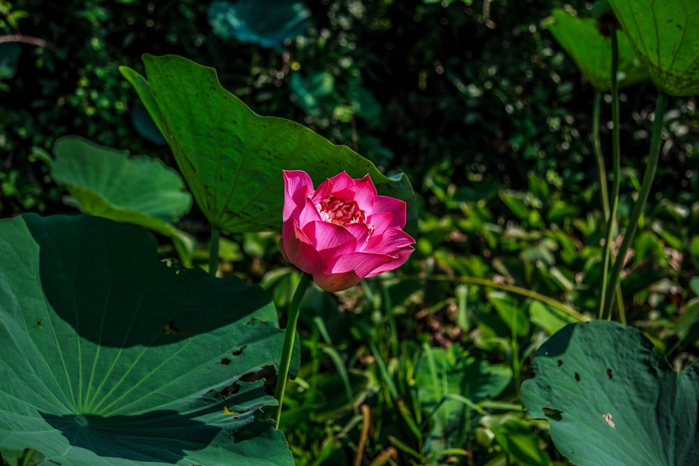 selective focus photography of pink flower