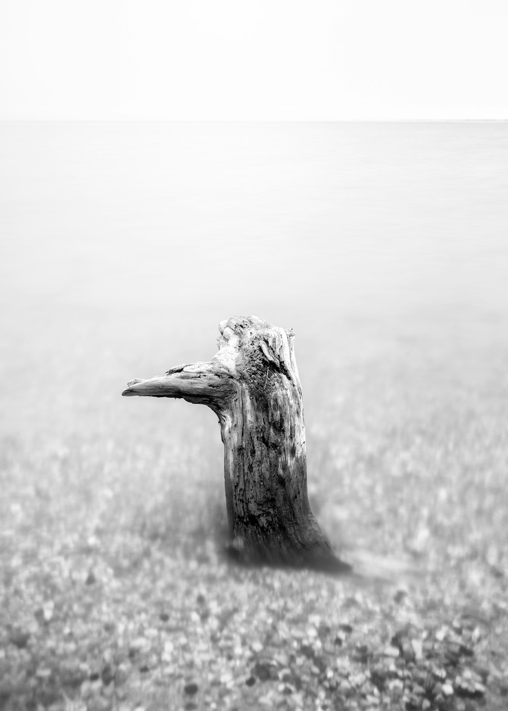 grayscale photo of drift wood