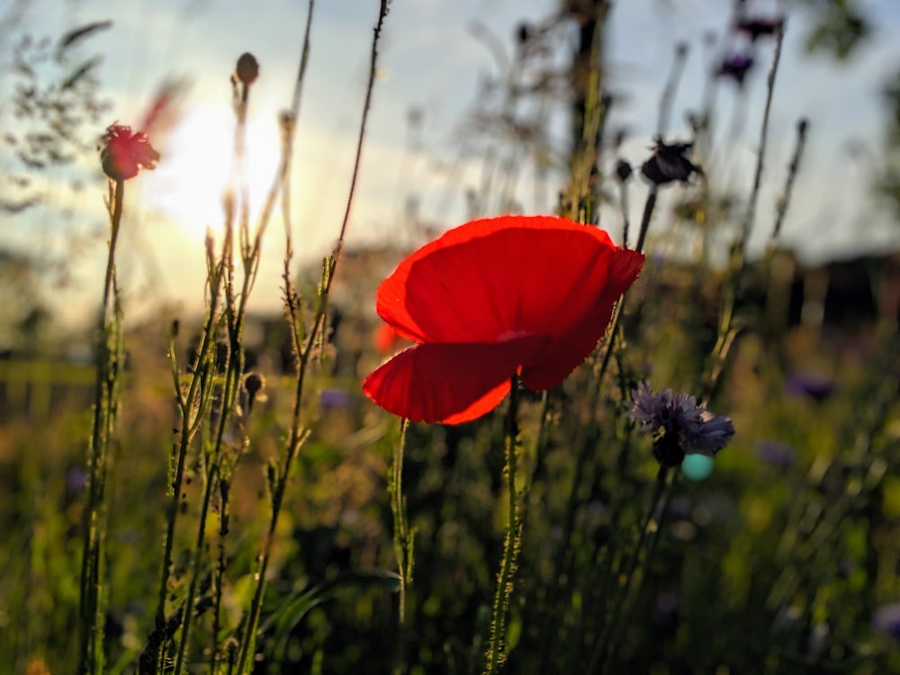 red petaled flower