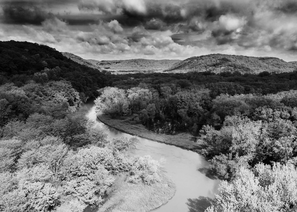 grayscale photo of trees beside road