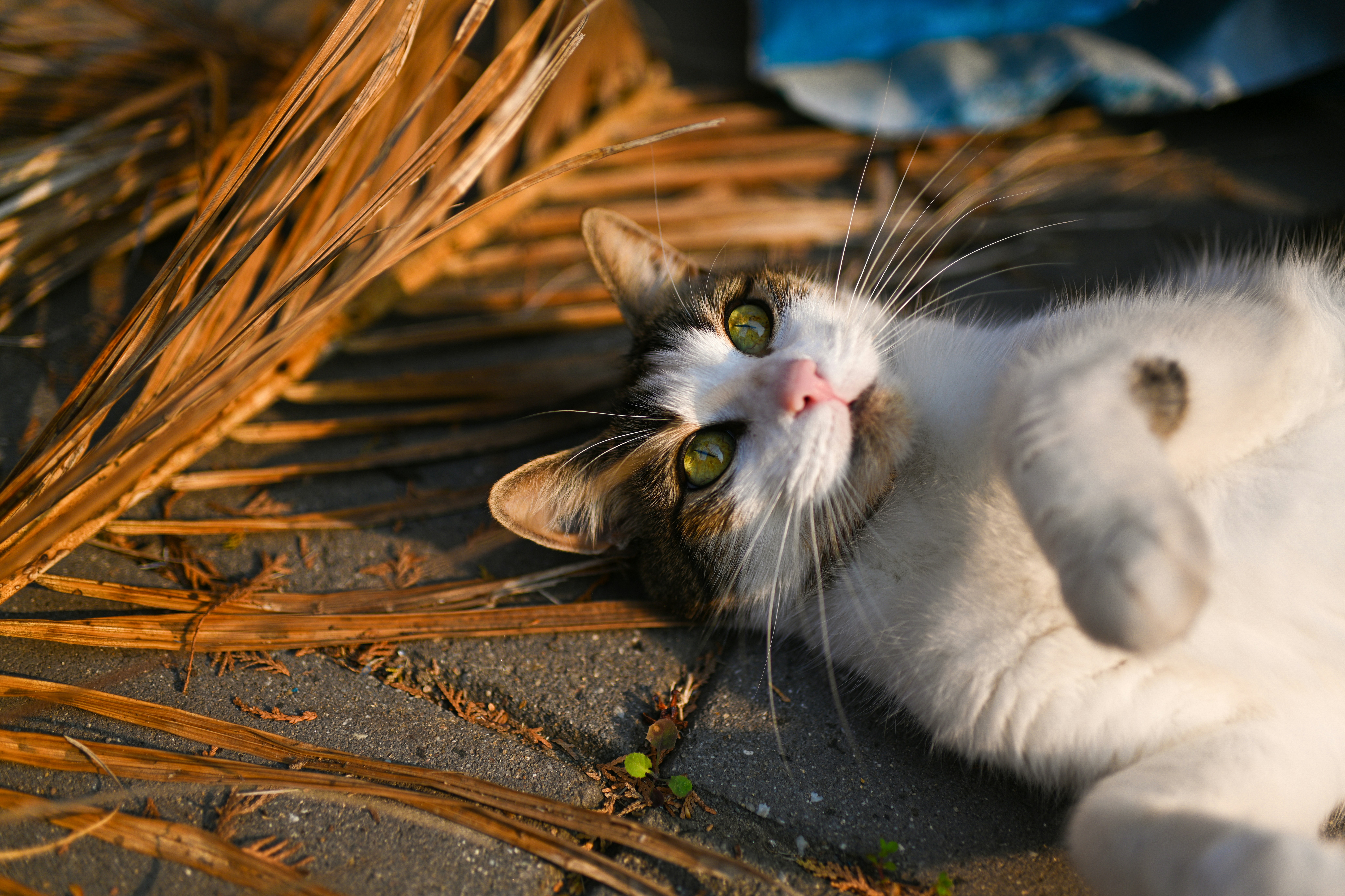 Photo by viktoriaphotographs