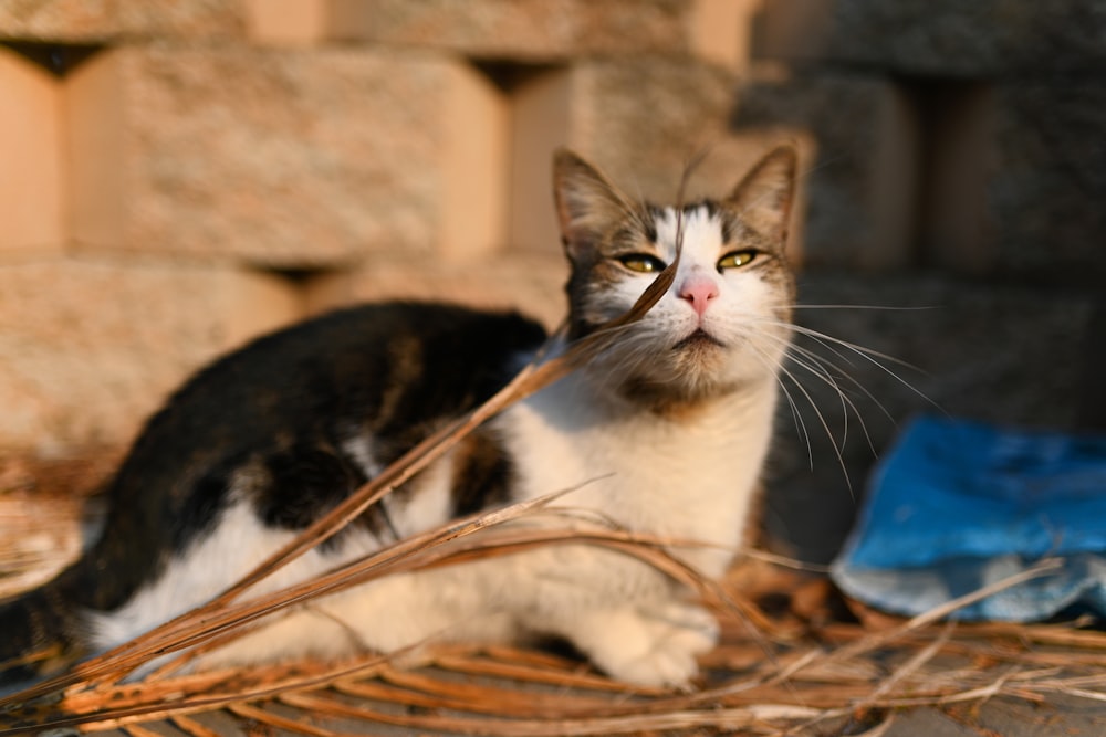 white and black calico cat lying on dried palm leaf on floor