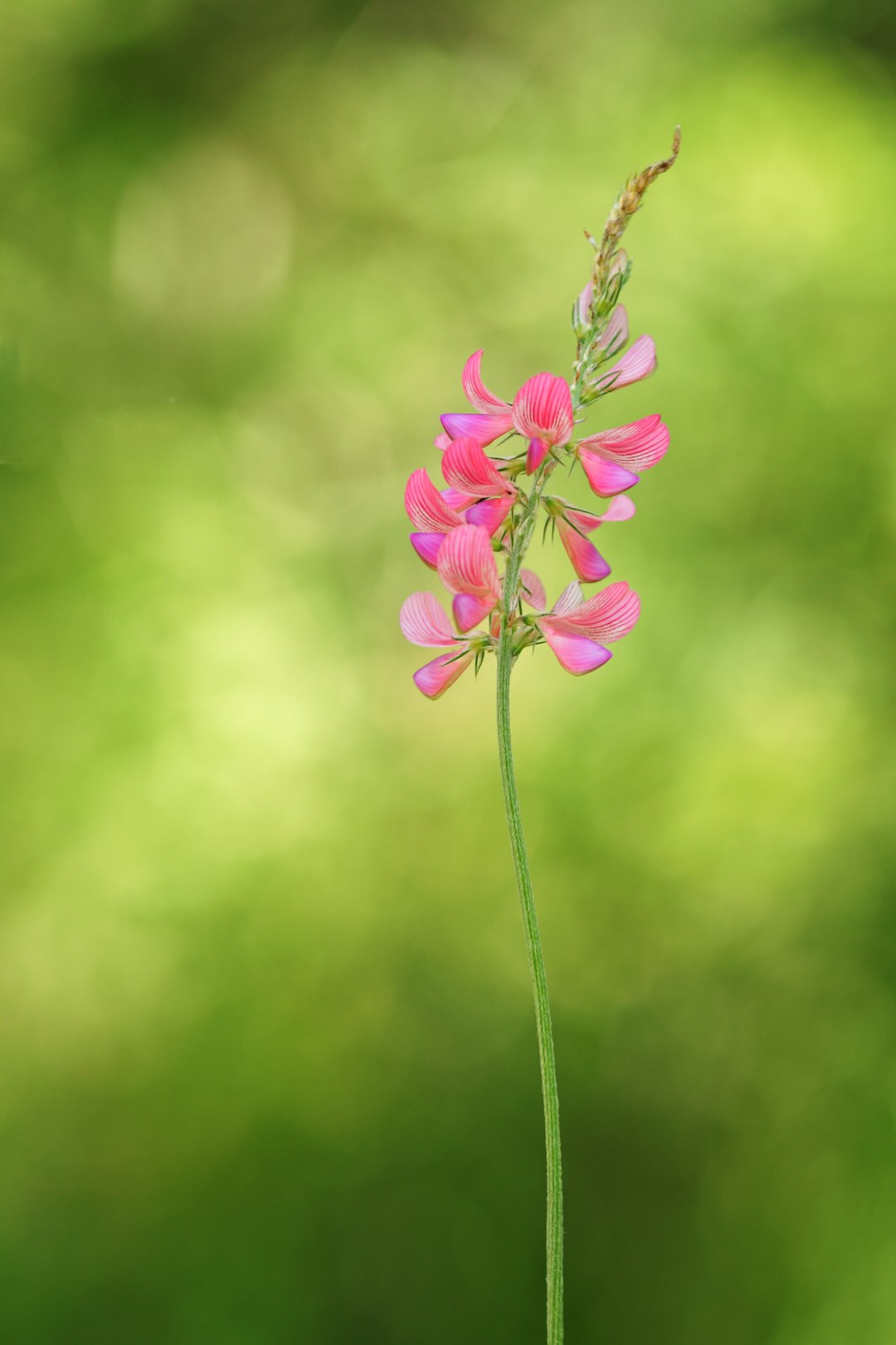 Beautiful pink flower in front of a perfectly blurry background 