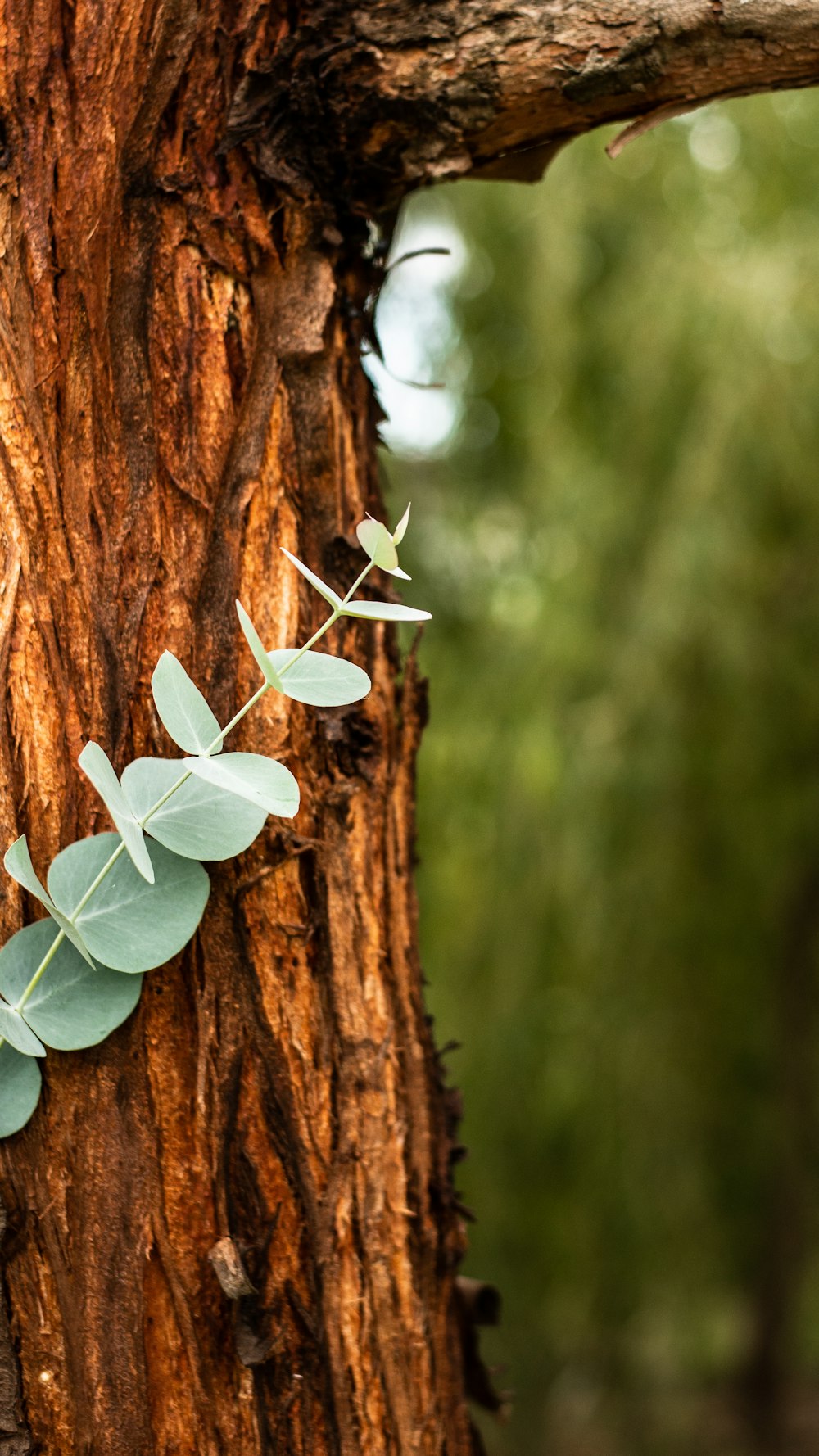 selective focus photography of green-leafed plant on brown tree trunk