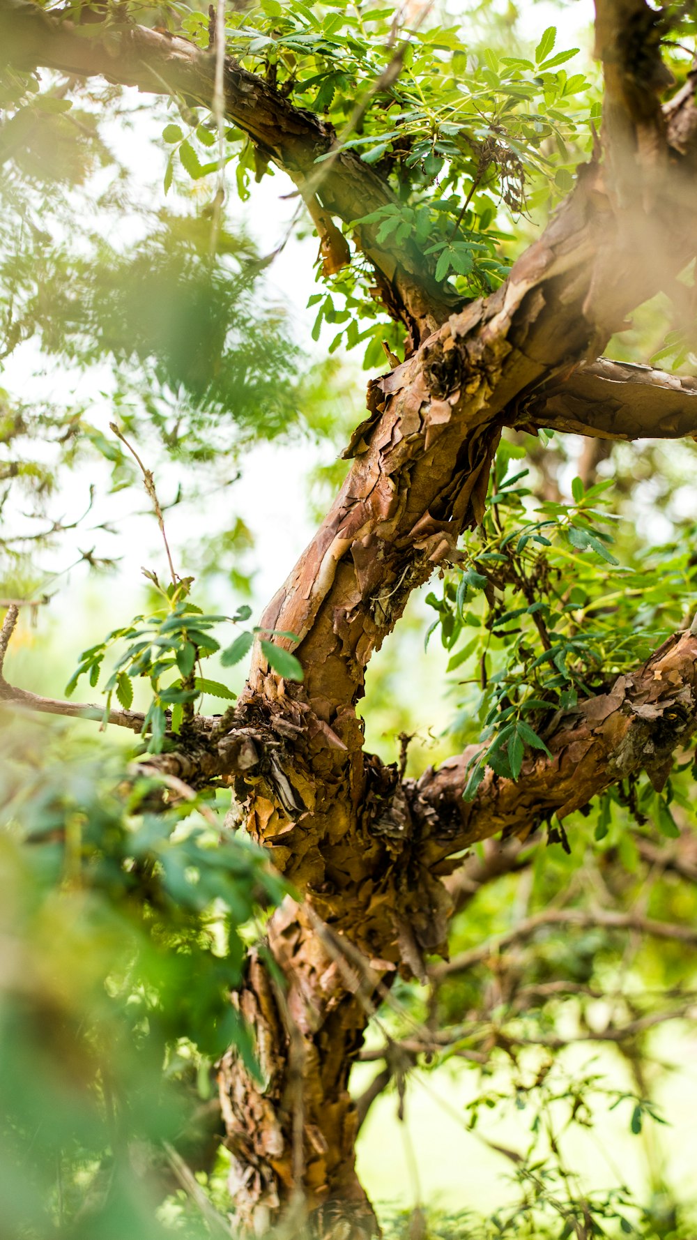 leafy tree with brown trunk