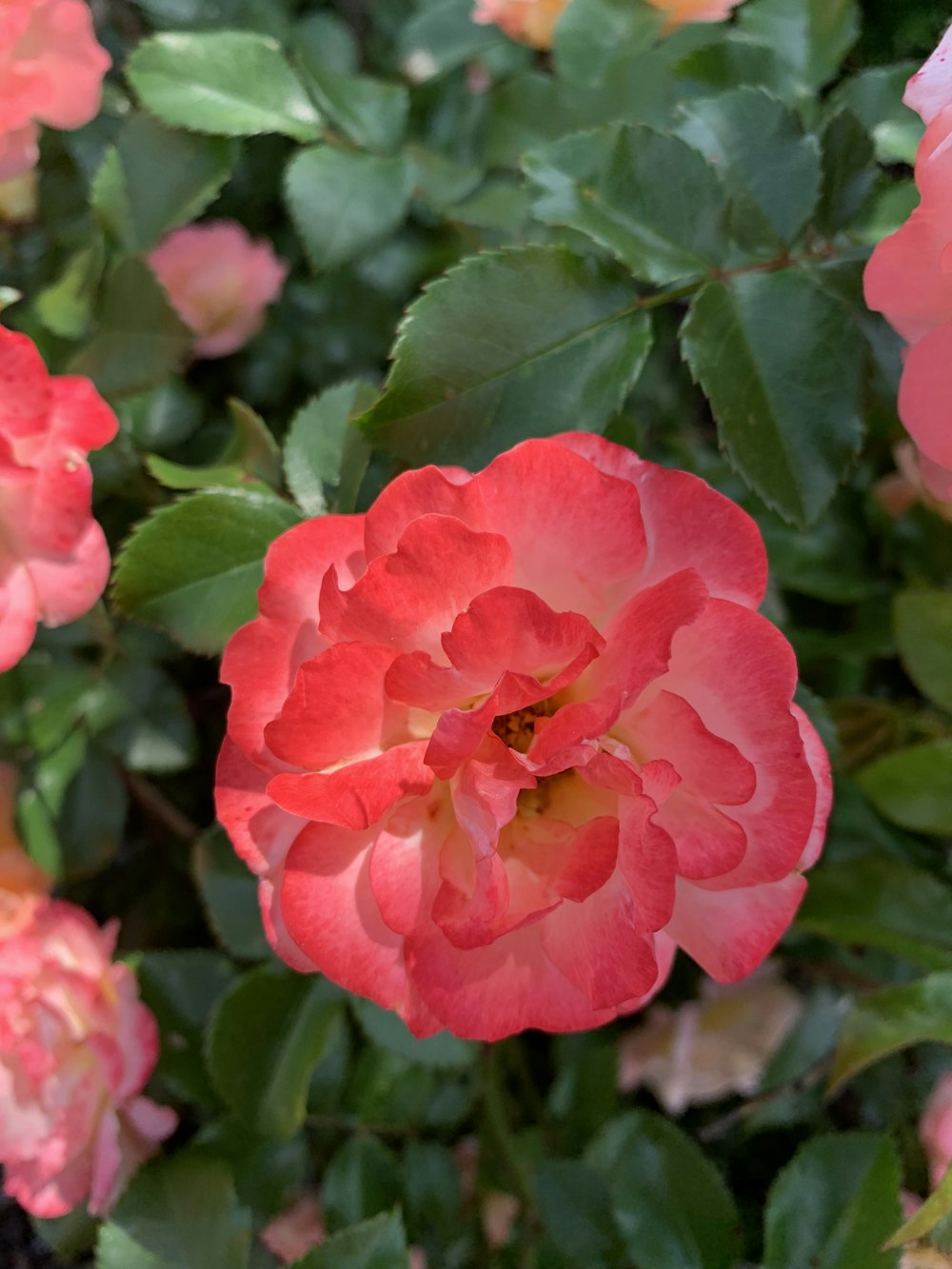 pink petaled flower