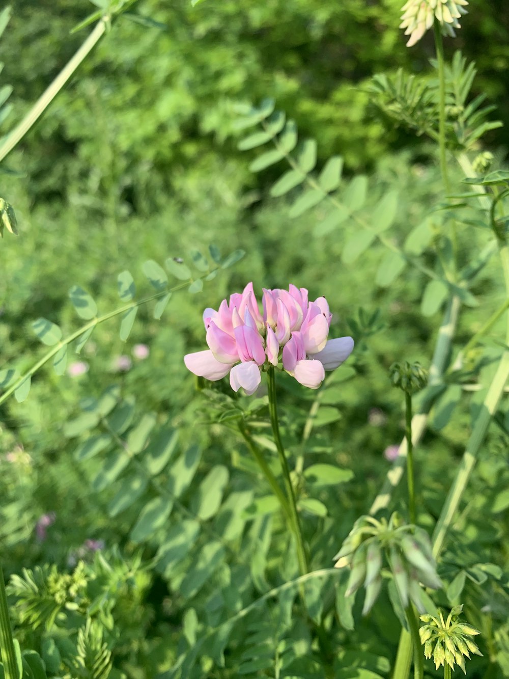 pink-petaled flower