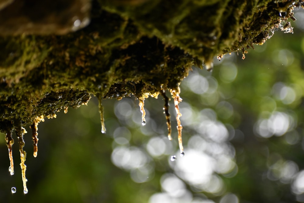 drops of water hanging from a mossy tree