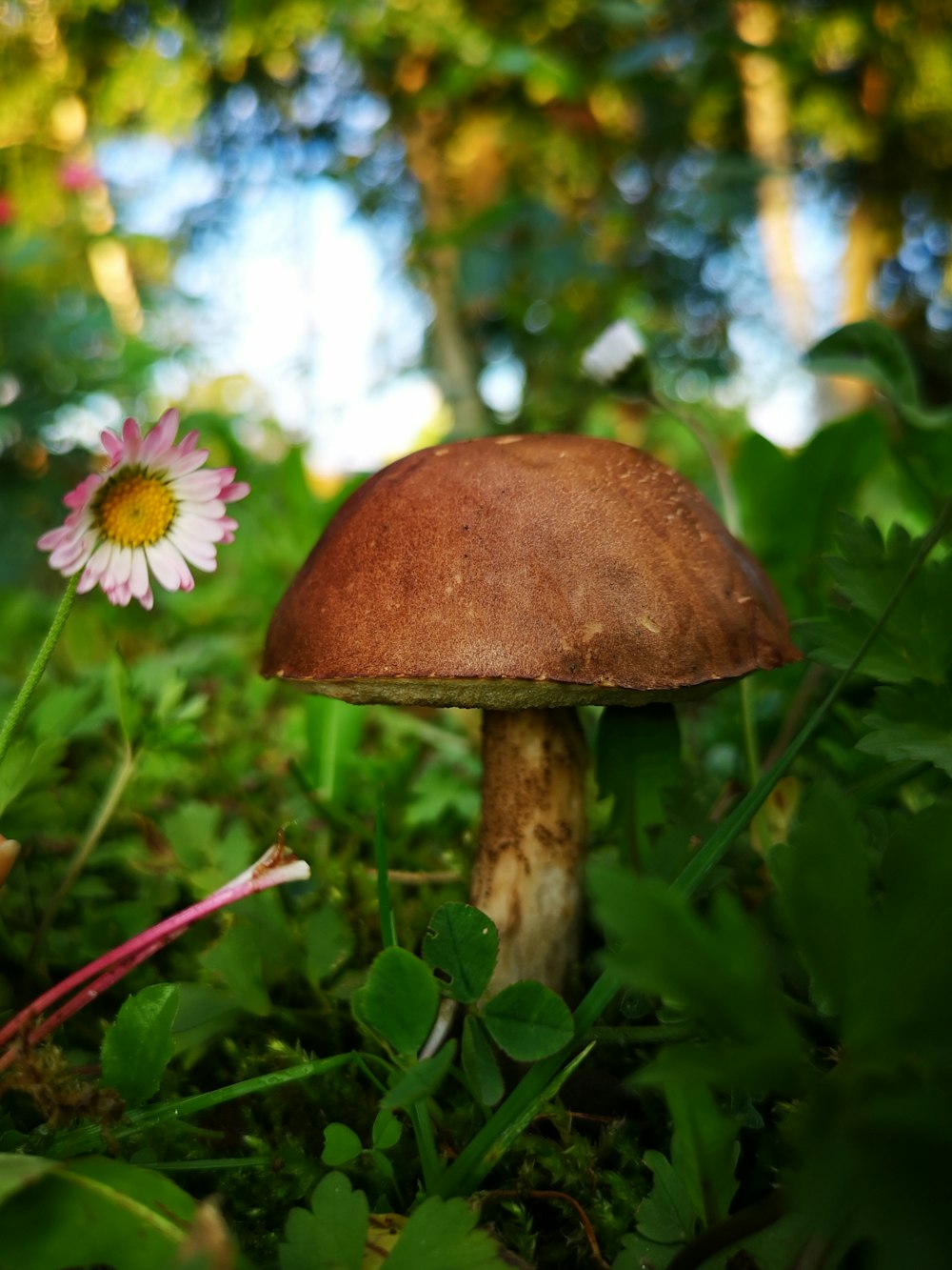 brown mushroom