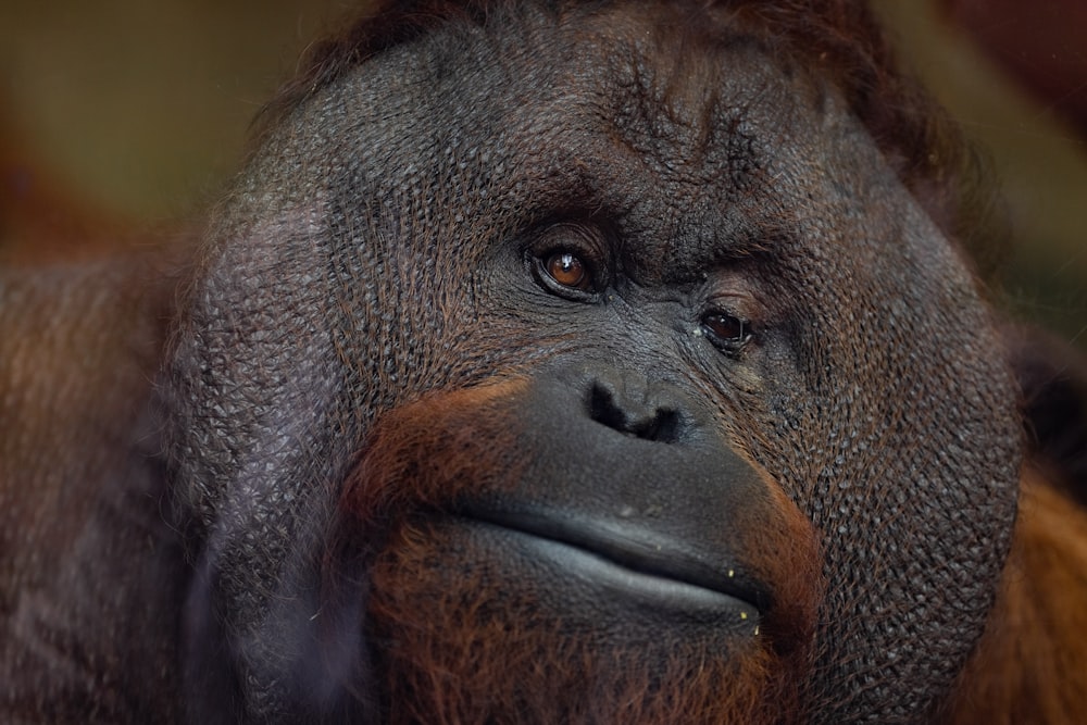 Fotografia de foco seletivo do gorila preto