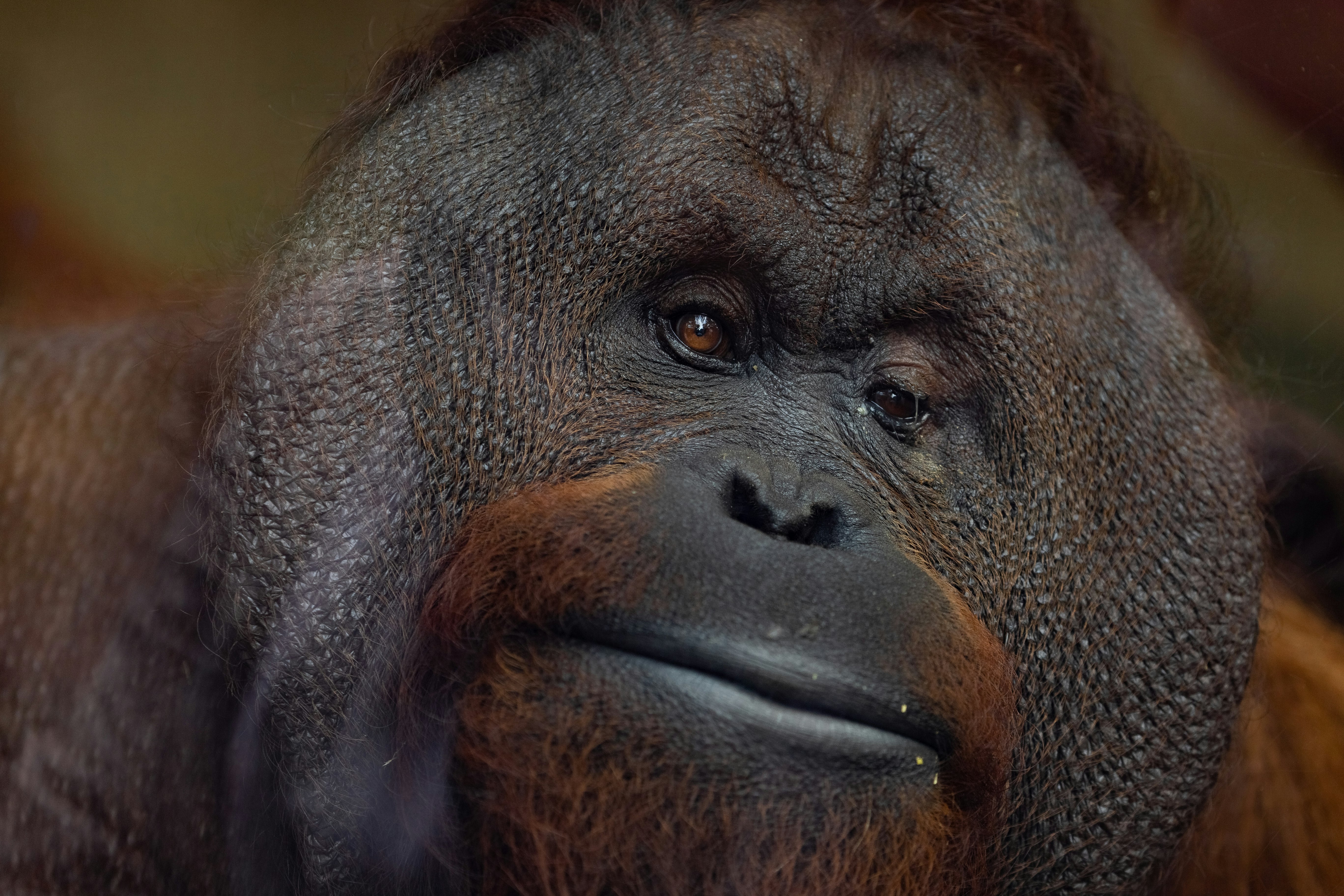 selective focus photography of black gorilla