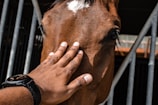 A close-up of a brown horse's face with a hand gently placed on its forehead. The horse's eye is visible, conveying a sense of calm and connection. Metal bars are in the background, suggesting a stable environment.