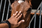 A close-up of a brown horse's face with a hand gently placed on its forehead. The horse's eye is visible, conveying a sense of calm and connection. Metal bars are in the background, suggesting a stable environment.