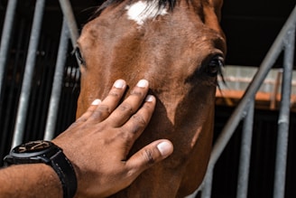 A close-up of a brown horse's face with a hand gently placed on its forehead. The horse's eye is visible, conveying a sense of calm and connection. Metal bars are in the background, suggesting a stable environment.