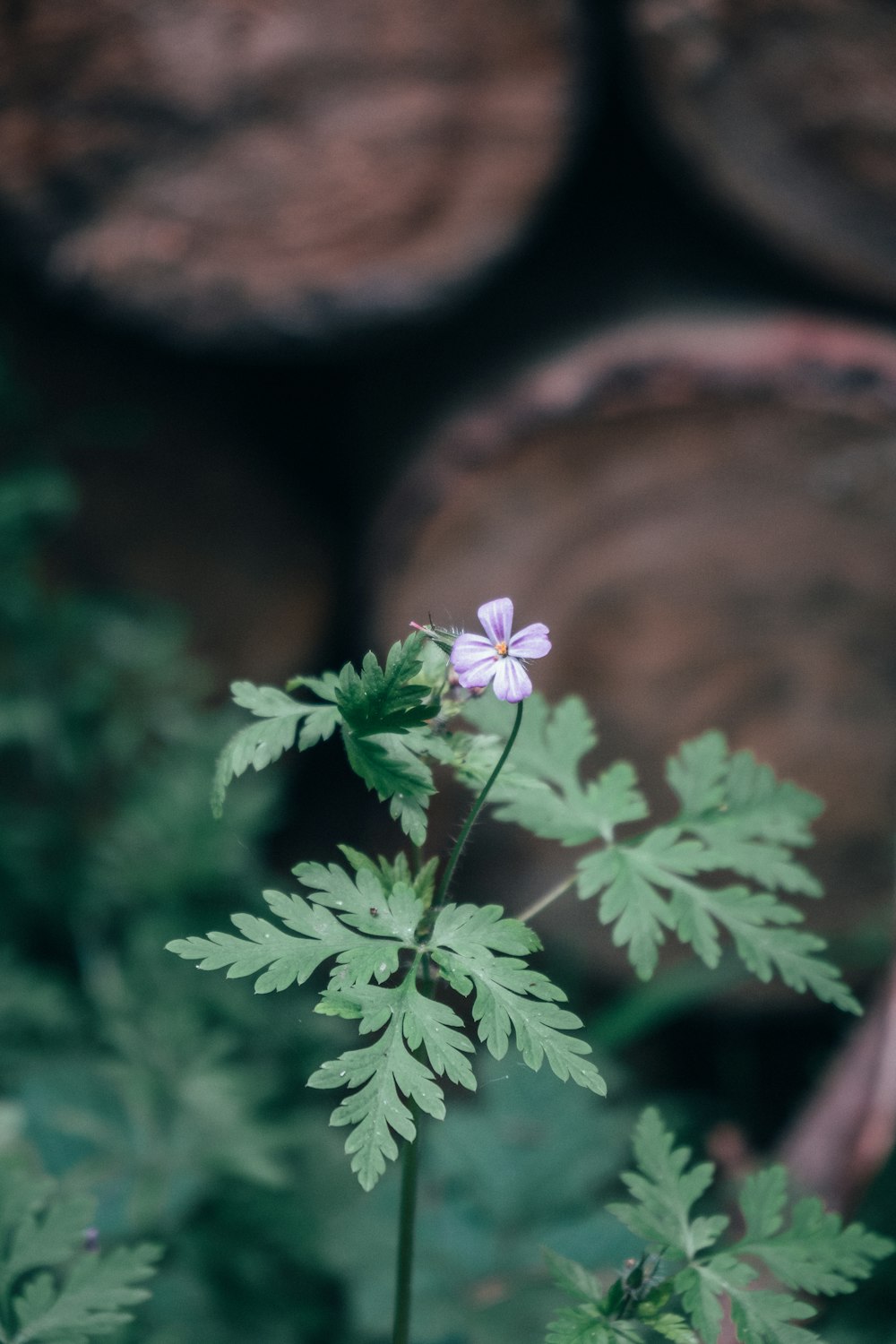 selective focus photography of white-petaled flower