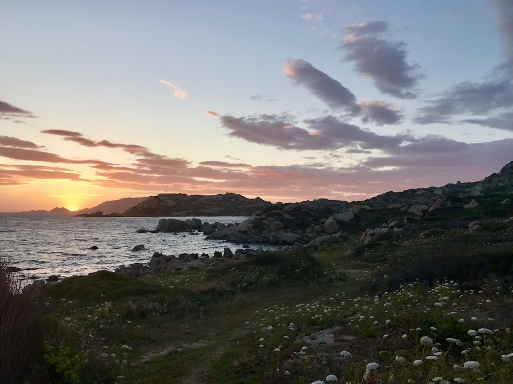 flores de pétalos blancos cerca de la orilla del mar