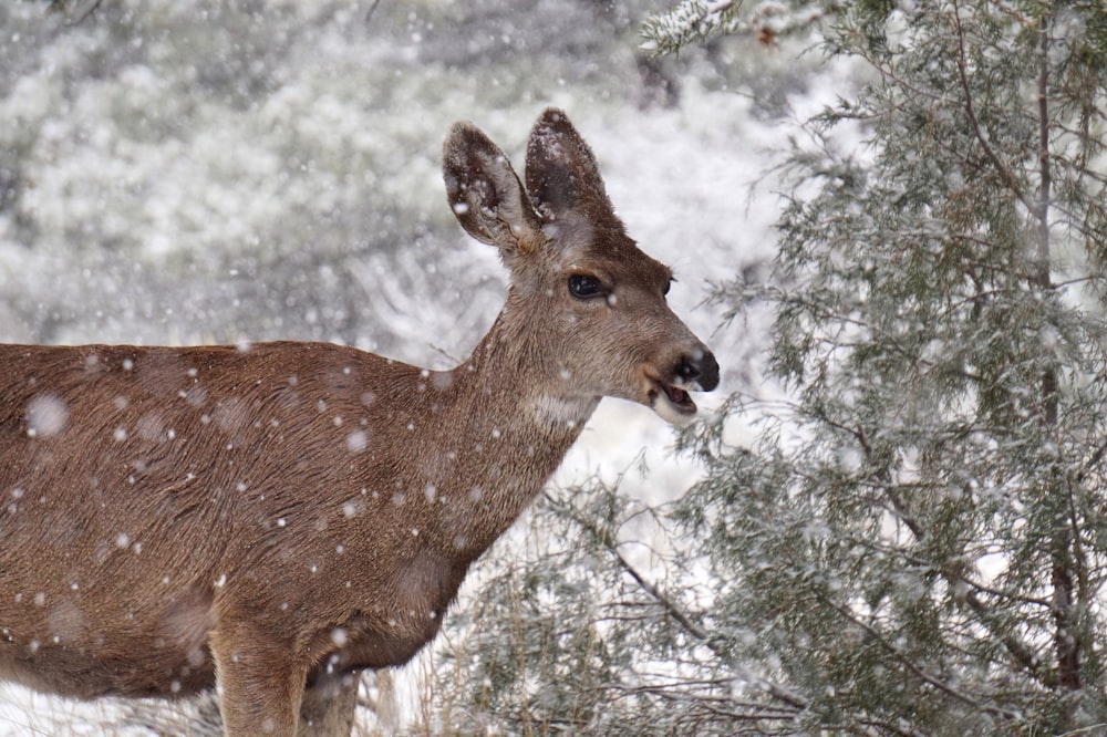 photography of brown deer beside pine tree during daytime
