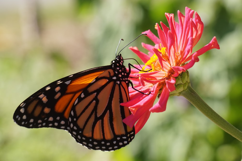 mariposa marrón en flor