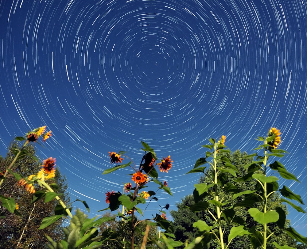 sunflower under blue sky