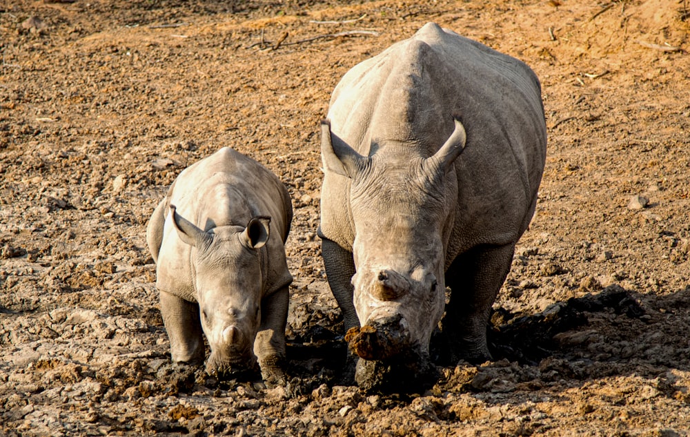 two standing brown rhinos