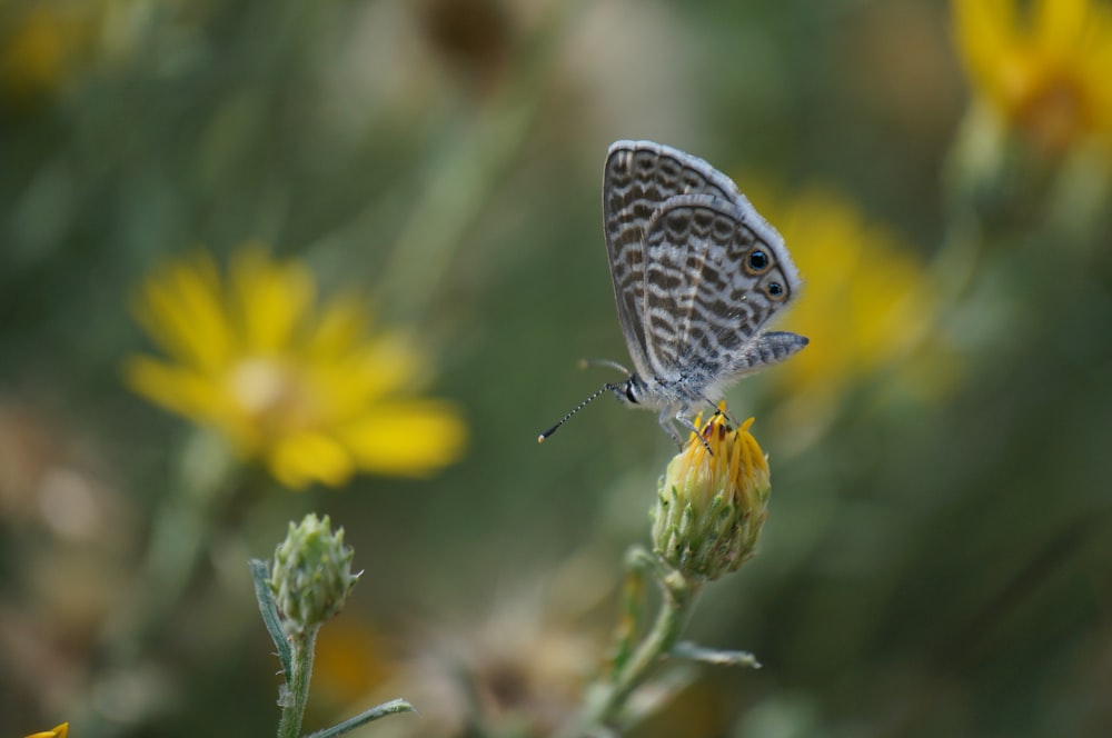 mariposa blanca y marrón posada en flor amarilla