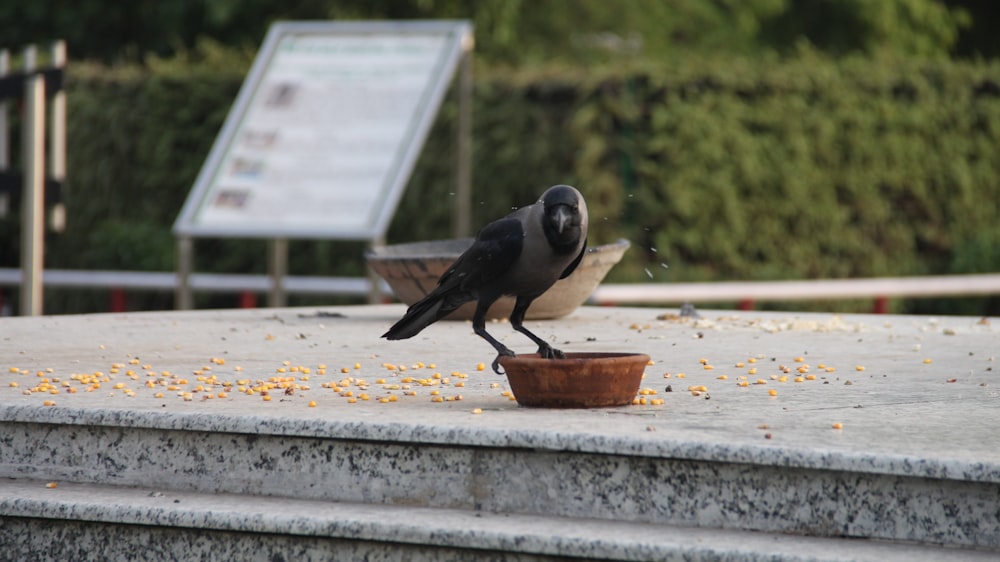 black bird on bowl