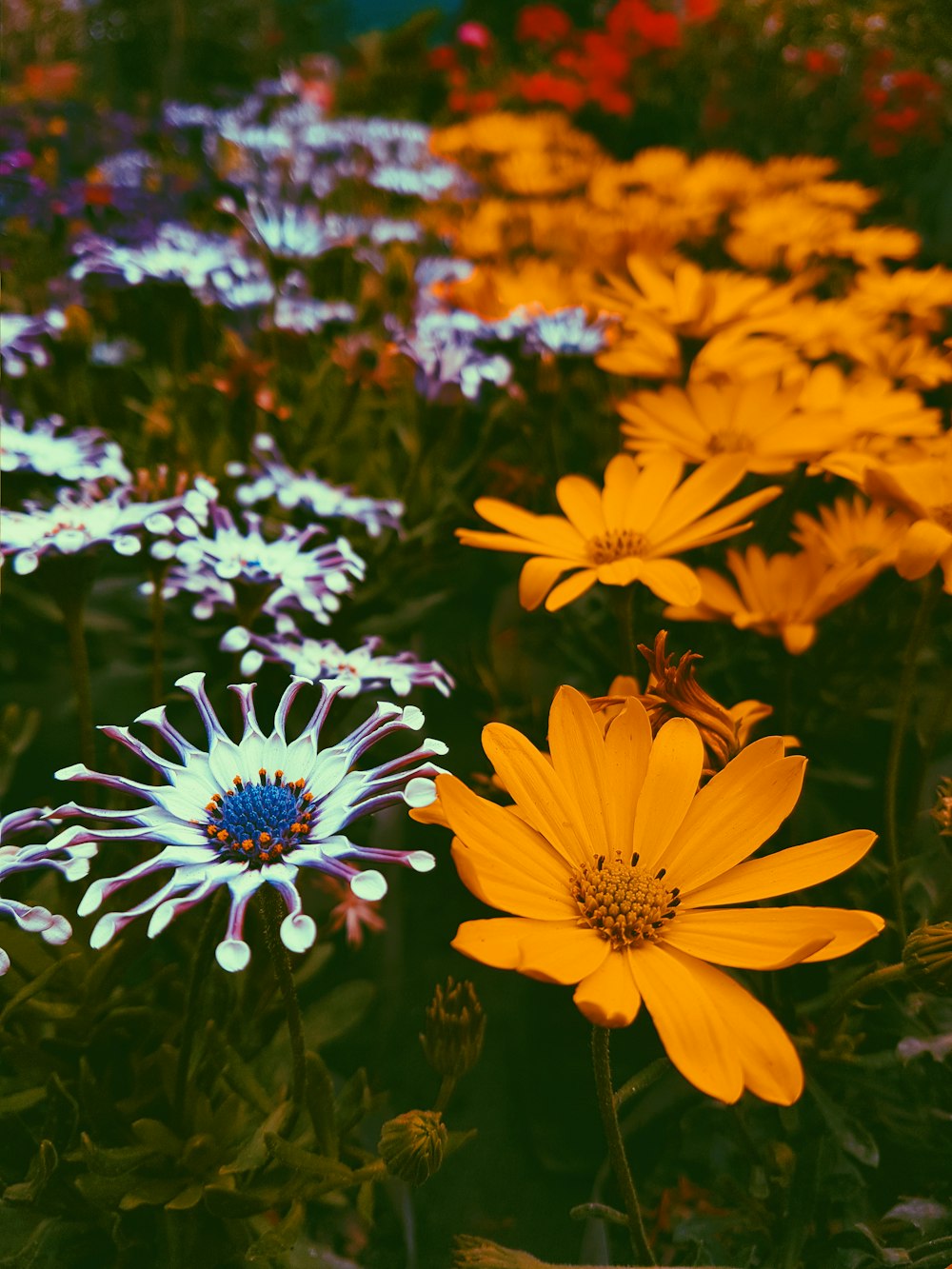 fleur à pétales jaunes