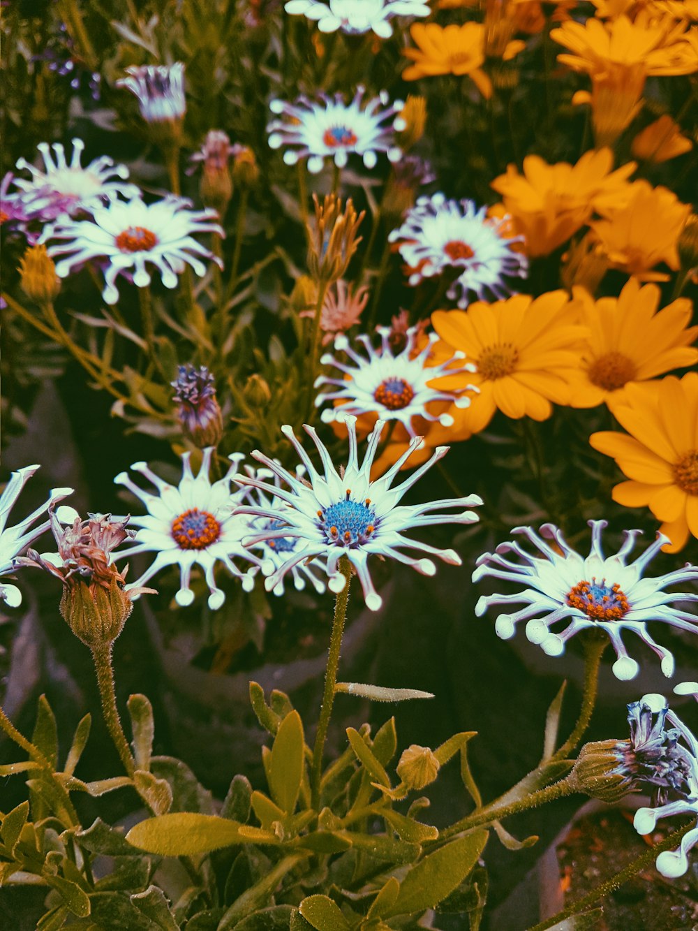 field of variety colored f\lowers