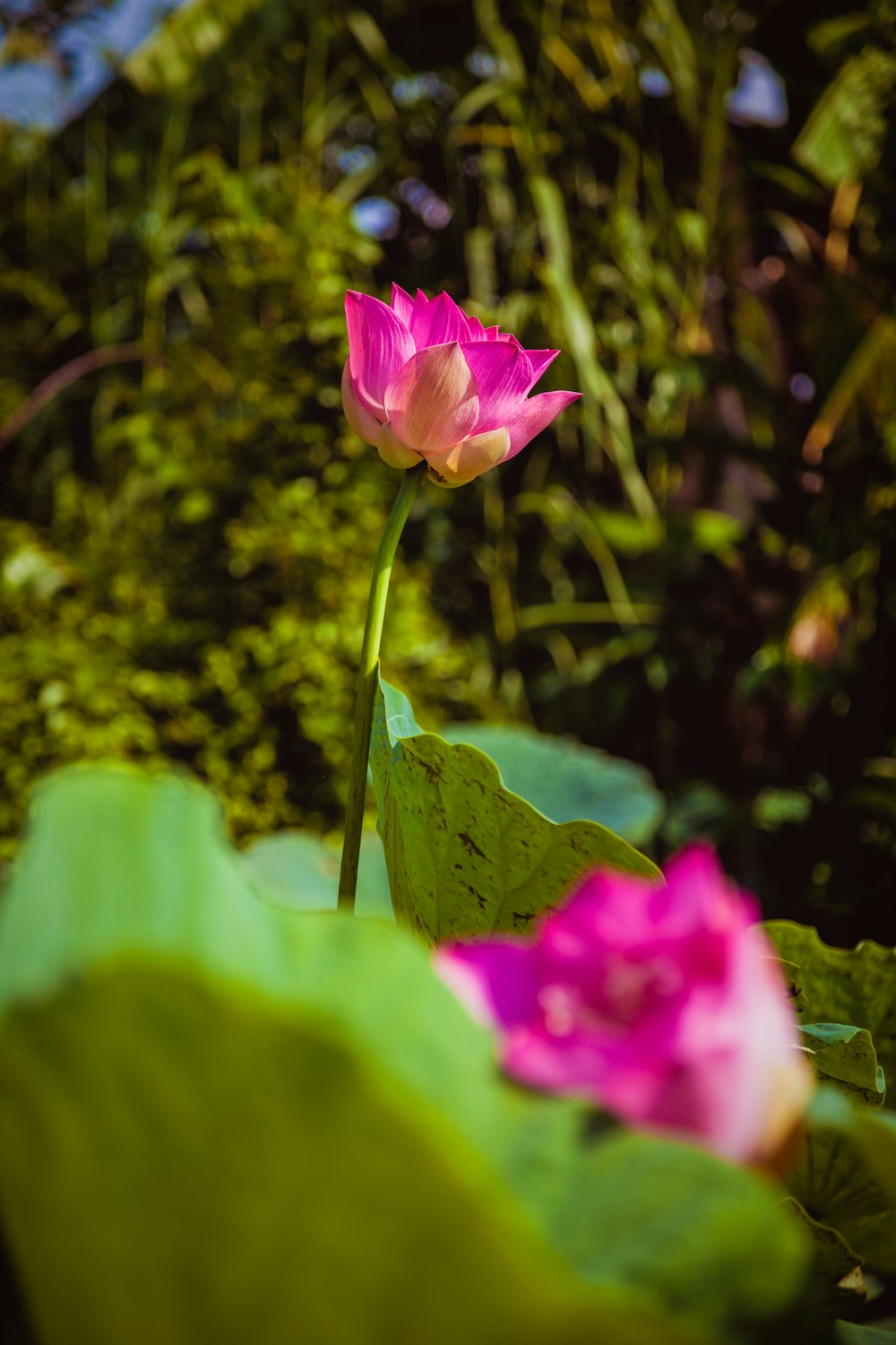 pink-petaled flower