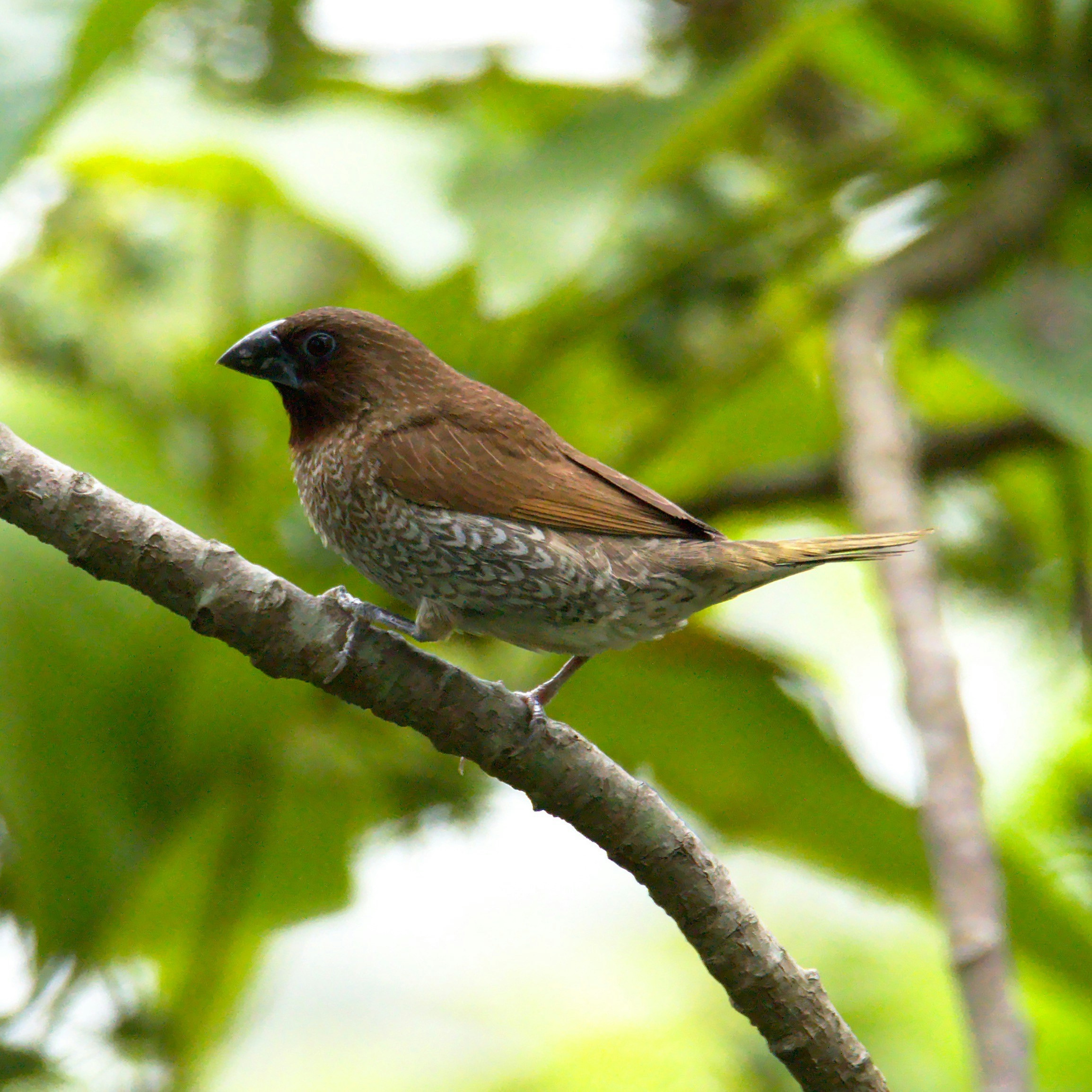 Image of finch.