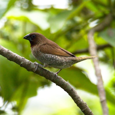 brown bird on branch