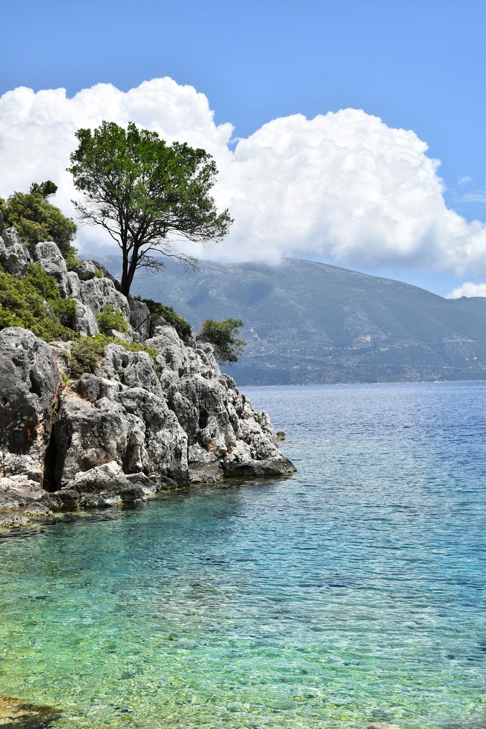 Albero a foglia verde sulla montagna rocciosa grigia