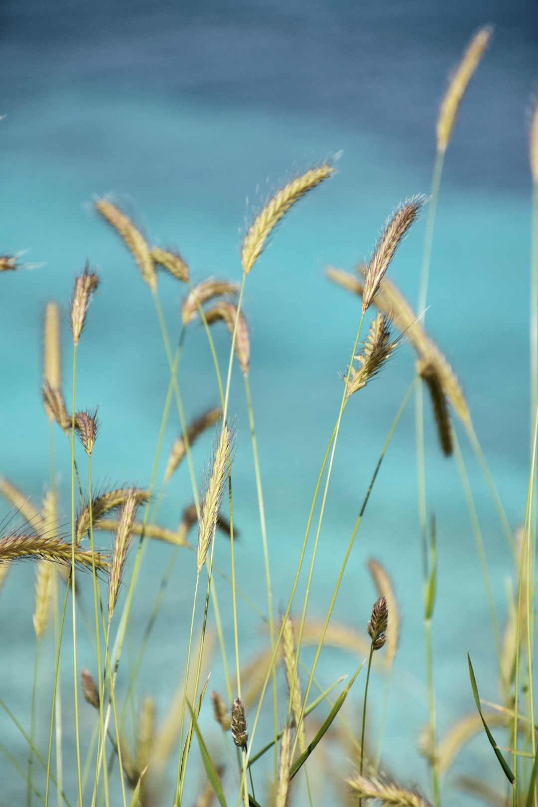 brown grass flowers