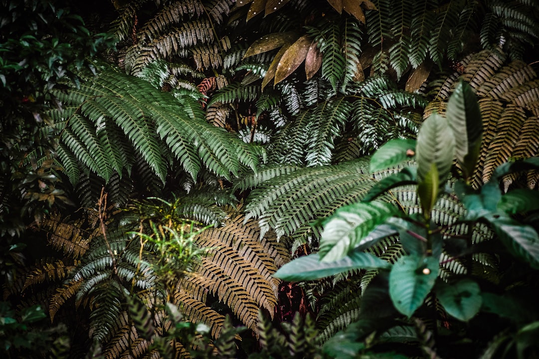 green fern plant