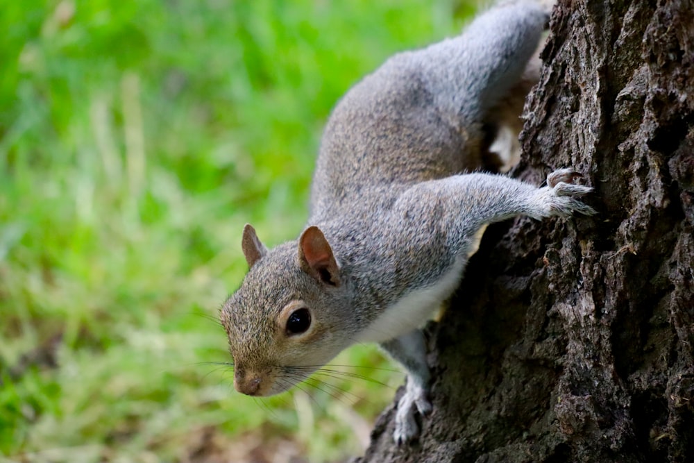 selective focus photography of rodent