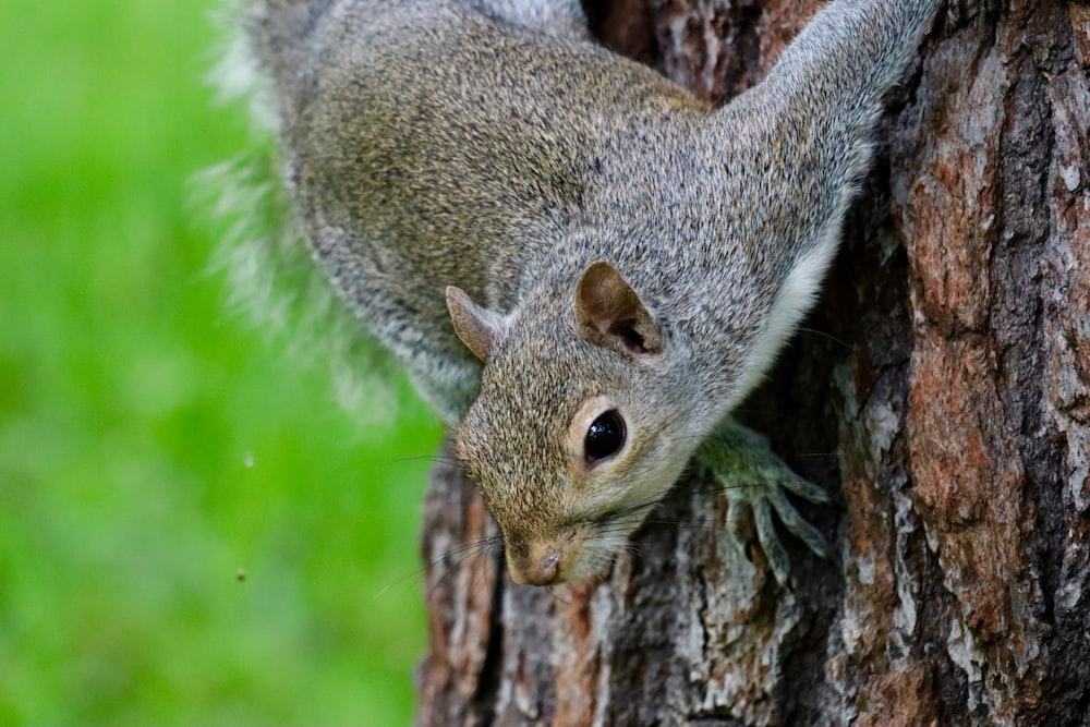 grey and white squirrel