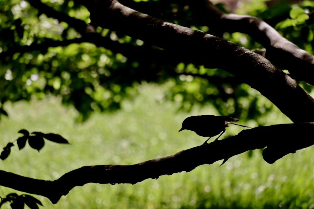 silhouette photo of bird