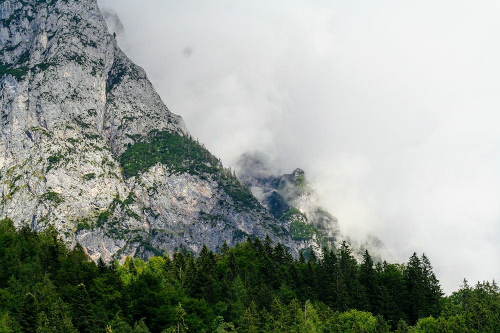 green pine tree and mountain scenery