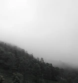A panoramic view of the Amazon rainforest with subtle musical notes blending into the natural landscape.