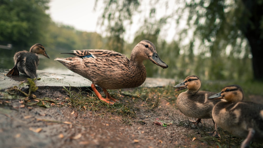 four ducklings near body of water