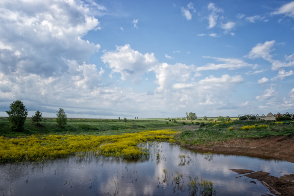 bed of yellow petaled flowers near body of water