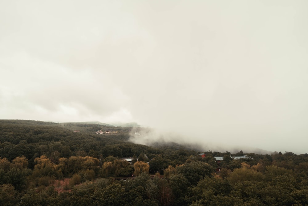 green trees under white clouds